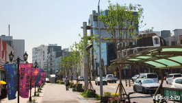 40년만 철거됐던 이국적 풍광, 제주 탑동 야자수 '부활' 왜?