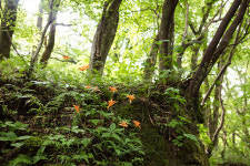 무더위 속 변치않는 아름다움 말나리