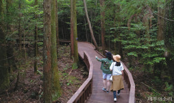 서귀포 치유의 숲 보호 조치 수용인원 600명 제한 해제