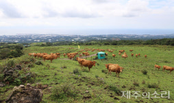 지속가능한 발전 방안 마련 제주시 마을공동목장 등 전수조사