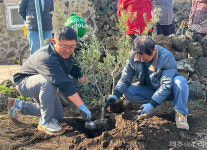 제주 비양도에 등장한 올리브나무 마을의 희망을 심다