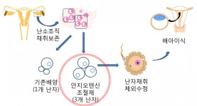 시험관시술 성공률 획기적으로 끌어 올리나?