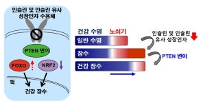 아프지 않고 오래 산다…건강한 장수 유도 유전자 발굴