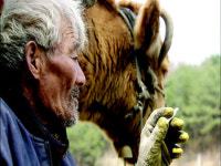 ‘워낭소리’ 300만 가나