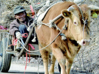 [newsline] ‘2009 경북 주말테마여행-봉화ㆍ예천’