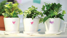 에어컨 바람속 풀향기가 그립다…내 책상 위 작은 숲