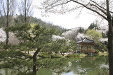 [whats up] 한화리조트 설악ㆍ경주 봄 패키지 풍성外