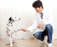 동물병원의 진화 “반려동물 행복 책임져요”