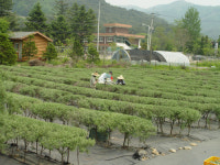 비타민 나무 농장주 모집