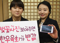 봄꽃 사진 가져오면 한우육회 반값!
