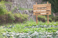 상추 직접 키워보며 흙이 주는 행복 느껴요