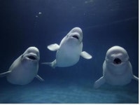 멸종위기 흰고래 여수박람회서 본다