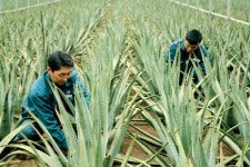 [스페셜리포트] 김정문알로에, “100% 친환경 유기농법으로 차별화 나서”