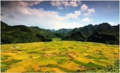 中 수확철...황금물결 넘실넘실
