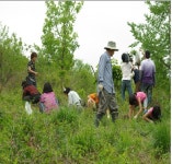 파주시 파평산 산더덕캐기 체험행사