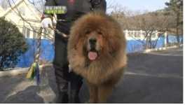 개야? 사자야? 몸값 28억 中 황실견 화제