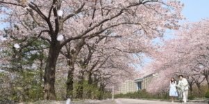 대명리조트 경주,변산 봄꽃 나들이 패키지 출시