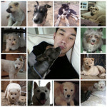 엄태웅 14마리 애완견 사진…네티즌 너무 이쁜 강아지 장가 못간 이유 이제 알겠네