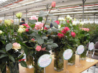 우리기술로 만든 국산장미 활짝