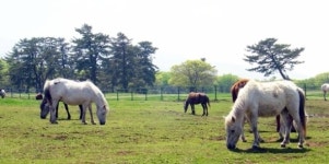 “제주 고수목마(古藪牧馬)를 아시나요”