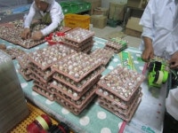  국내 최초 축산물HACCP 지정 메추리농장 탄생