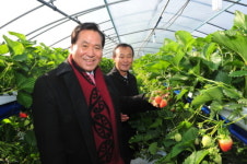 양주 참새벽 딸기 10년의 결실을 맺다!