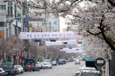 도로변 가득 만개한 벚꽃