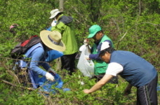 양평 서종면, 산나물 한우 축제 대비..산나물 180㎏ 채취