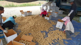 탄현면 농업경영인협의회, 사랑의 감자 수확