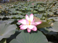 신비하게 예쁜 연꽃 구경 오세요 !