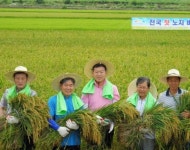 경기농협,이천에서 임금님표 이천쌀 첫 노지 벼베기 실시