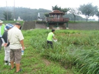 성남시 토종 다슬기 20만마리 방류