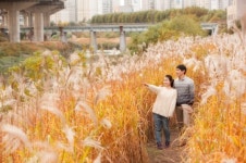 청계천 하류 신답철교~마장2교에 ‘물억새 길’ 조성…가을 정취 물씬