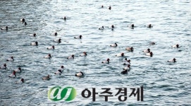 한강에 날아든 청둥오리