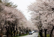 절정의 벚꽃축제, 눈과 입이 즐거운 충남 보령의 ‘주산 벚꽃 축제’가 제격