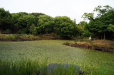 람사르 시범마을인 동백동산습지 먼물깍 전경