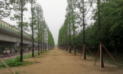 동두천시 철로변 완충녹지 가로수길 조성