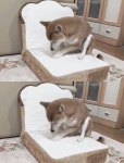 빵에 잼 바르는 개 세게 바르다 빵 찢어지겠어