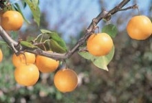 주민 수백명 침입 4000그루 밑동 싹뚝…무너진 베이징 드림