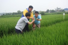 연천군, 고품질 연천쌀 생산 위한 출수기 특별 대책 수립