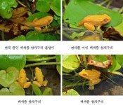 환경과학원, 희귀종인 황금개구리 발견