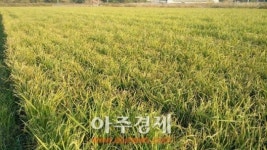 순천에서도 1년에 벼 2번 수확 성공