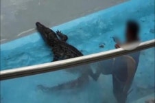 테마동물원 쥬쥬 아직도 동물학대…인대 자르고 몸통 찌르고