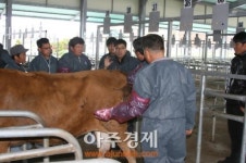 의령군, 한우농가 자가인공 수정교육