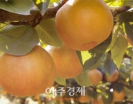 천안배’브랜드 사용…수출신장 및 농업인 소득증대 기여