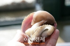 재11회 홍성 남당항 새조개축제 열려 -