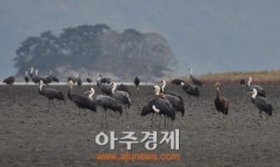 AI감염원은 철새…희귀철새 도래지 순천만 비상