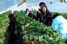 홍성군 , 용봉산정보화마을, 동남아 관광코스로
