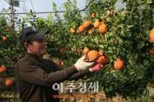 [포토] 전남 보성 한라봉 수확 한창