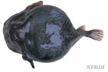 멍텅구리 뜻, 동작이 굼뜨고 아주 못생긴 물고기에서 유래